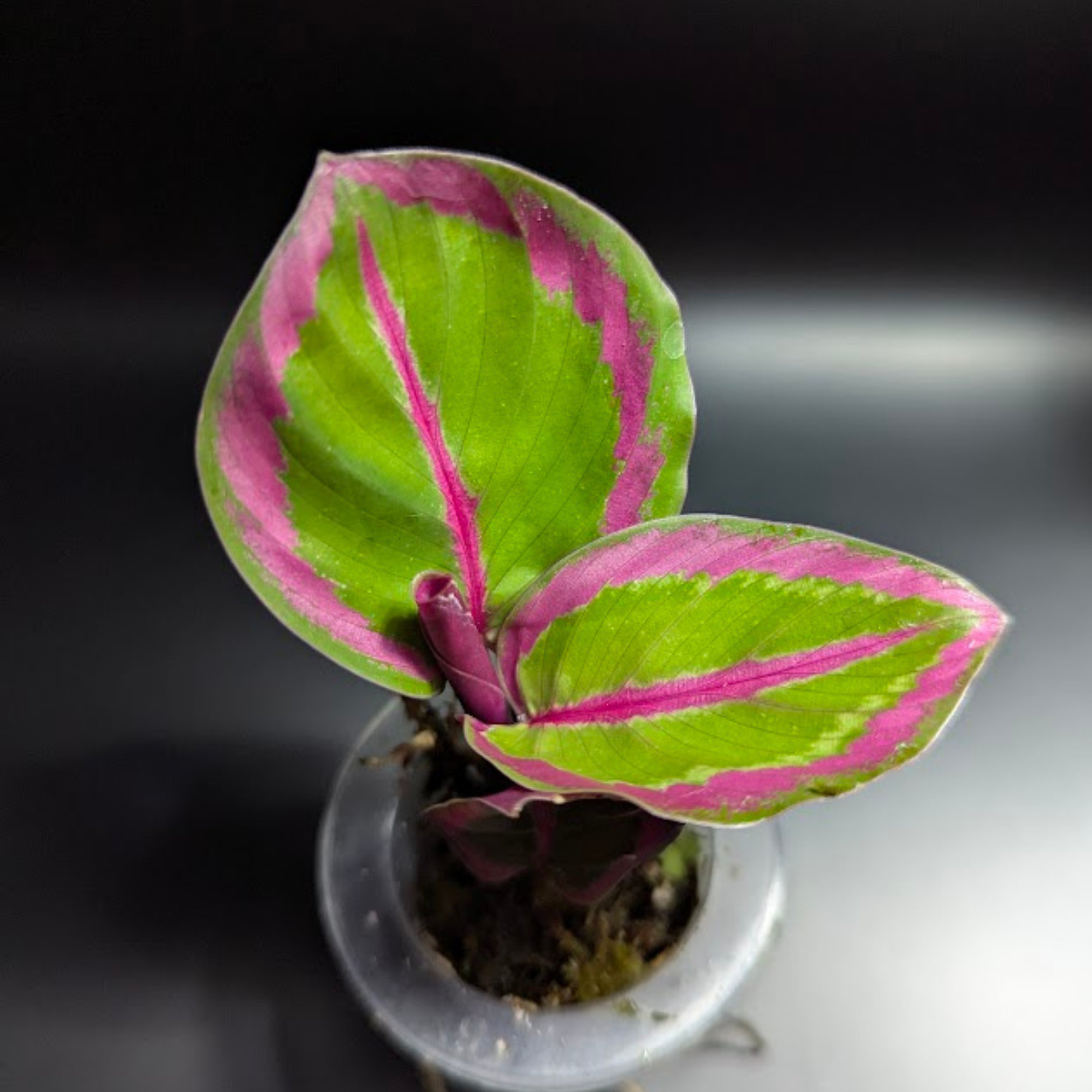 Baby Calathea roseopicta Princess Jessie  3